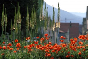 Steppenkerzen und Klatschmohn an einem Kreisverkehr-dieter-felger