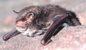 wasserfledermaus_C_Giese